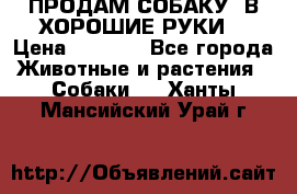 ПРОДАМ СОБАКУ  В ХОРОШИЕ РУКИ  › Цена ­ 4 000 - Все города Животные и растения » Собаки   . Ханты-Мансийский,Урай г.